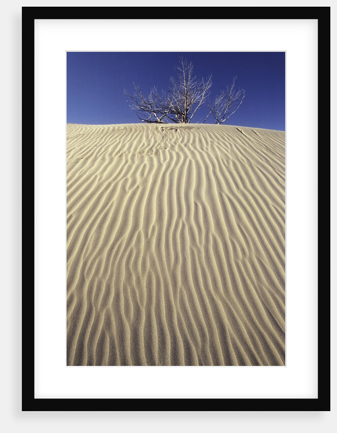 Farwell Canyon Sand Dune, British Columbia, Canada. by Anonymous