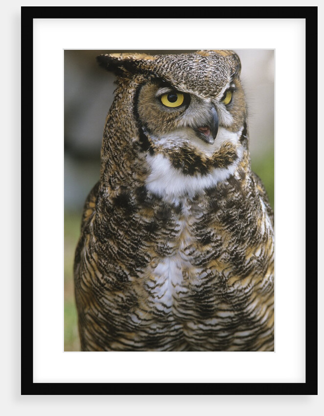 Great Horned Owl, Bubo Virginianus, British Columbia, Canada. by Anonymous