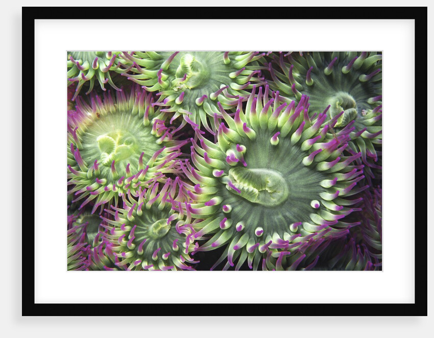 Pink-tipped Surf Anemones, Dodd Narrows, Southern Gulf Islands, Vancouver Island, British Columbia, Canada. by Anonymous