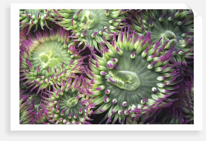 Pink-tipped Surf Anemones, Dodd Narrows, Southern Gulf Islands, Vancouver Island, British Columbia, Canada. by Anonymous