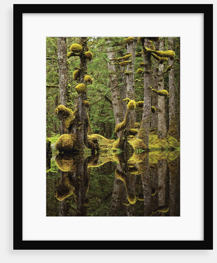 Swamp Forest, Naikoon Provincial Park, Haida Gwaii, British Columbia, Canada. by Anonymous