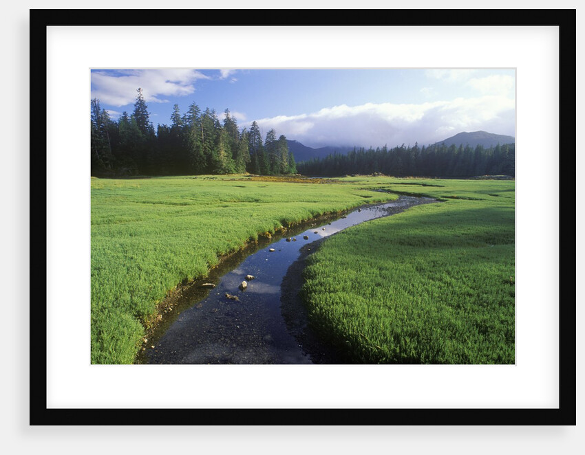 Glasswort Beds, Burnaby Island, Gwaii Haanas National Park Reserve, British Columbia, Canada. by Anonymous