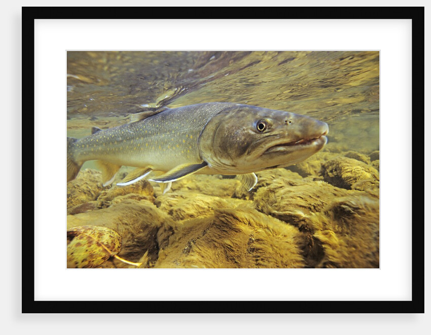 Interior Bull Trout, Bulkley River, British Columbia, Canada. by Anonymous