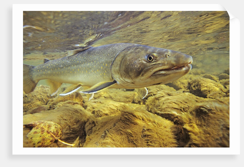 Interior Bull Trout, Bulkley River, British Columbia, Canada. by Anonymous