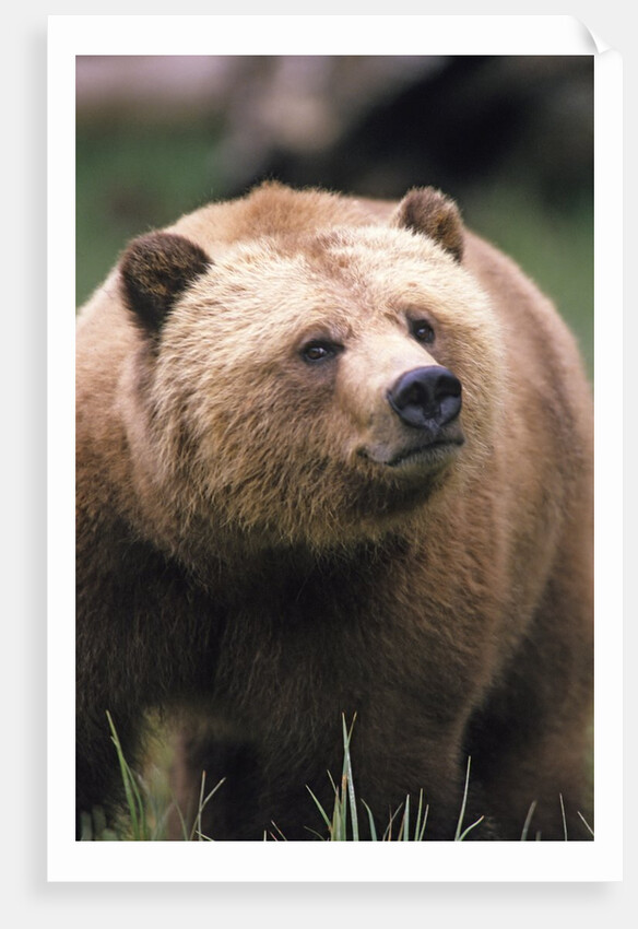 Grizzly Bear (Ursus Arctos), Glendale Cove, Knight Inlet, British Columbia, Canada. by Anonymous
