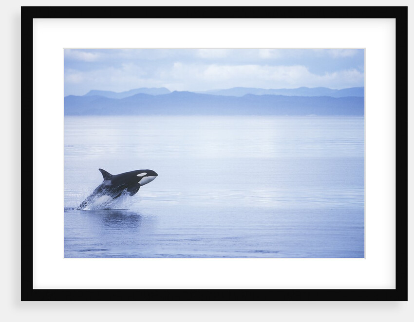 Killer Whale Breaching, British Columbia, Canada. by Anonymous