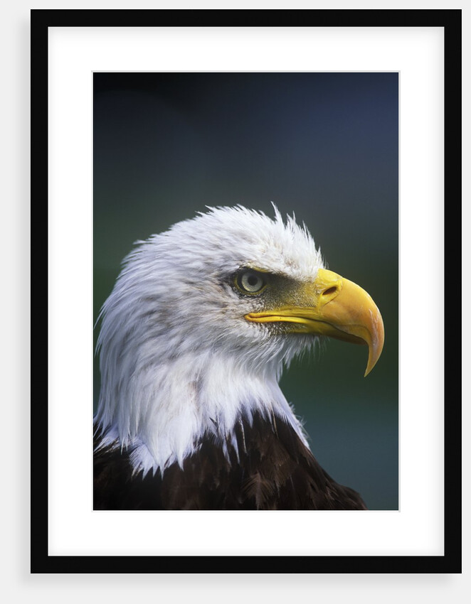 Bald Eagle, Canada. by Anonymous