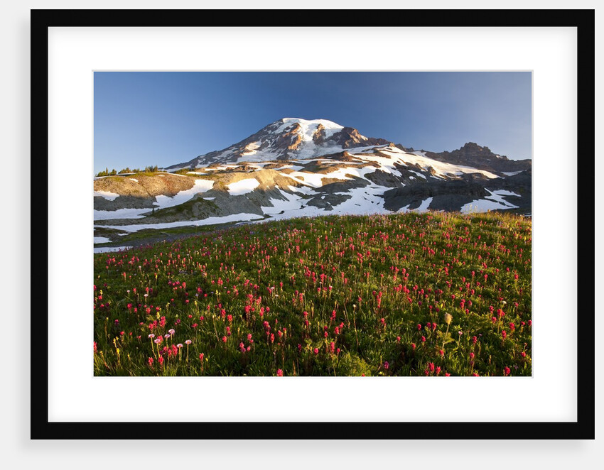 Morning light, Paradise, Mount Rainier National Park, Washington State by Anonymous
