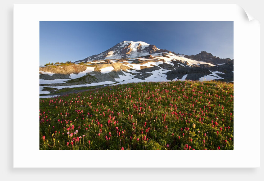 Morning light, Paradise, Mount Rainier National Park, Washington State by Anonymous