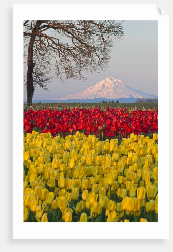 Tulip field and Mount Hood, Woodburn Oregon by Anonymous
