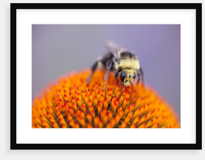 Bee on flower by Anonymous
