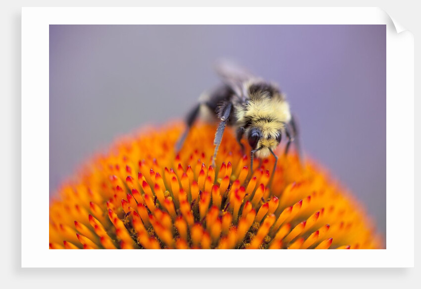 Bee on flower by Anonymous