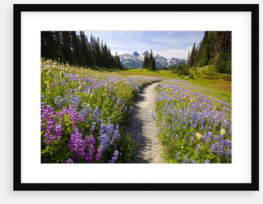 Summer flowers and Tatoosh Mountains, Paradise, Mount Rainier National Park, Washington State by Anonymous