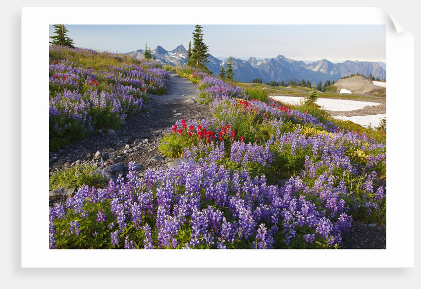 Summer flowers and Tatoosh Mountains, Paradise, Mount Rainier National Park, Washington State by Anonymous