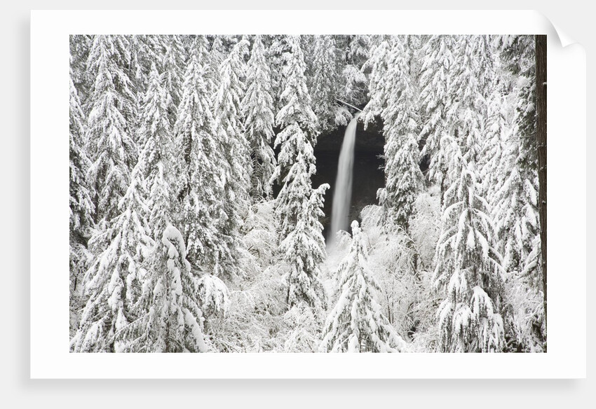 North Falls surrounded by snow-covered trees by Anonymous