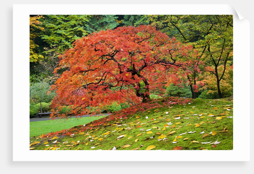 Japanese Maple in garden by Anonymous