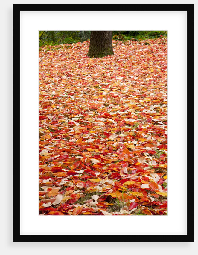 Tree trunk surrounded by fallen leaves, Portland Japanese Gardens, Portland Oregon by Anonymous