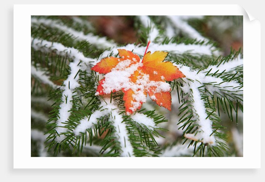 Snow colored maple leaf on a pine branch, Mount Hood, Oregon by Anonymous
