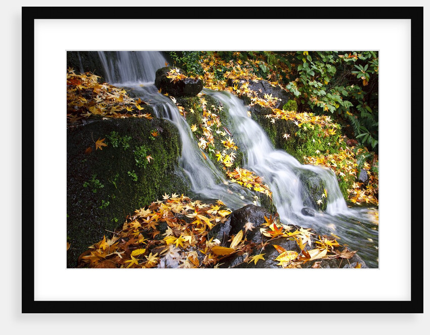 Fall colors along a small waterfall, Oregon by Anonymous