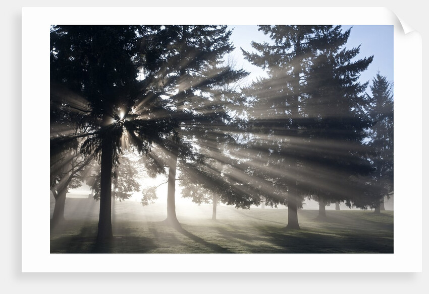 Sunrise through fog and trees, Willamette Valley, Oregon by Anonymous