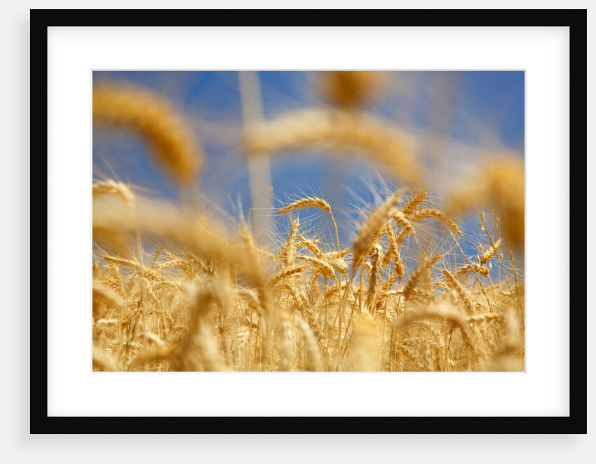 Wheat by Anonymous