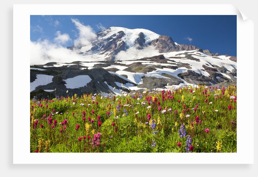 Field of wildflowers and Mount Rainier by Anonymous