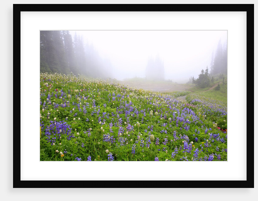 Morning fog and wildflowers, Mount Rainier National Park, Washington State by Anonymous