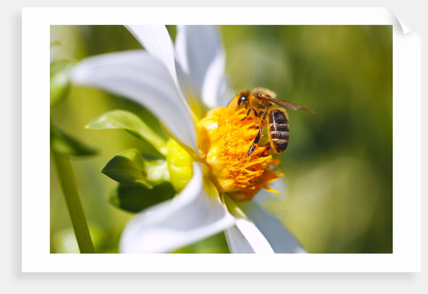 Bee on dahlia flower, Willamette Valley, Oregon by Anonymous