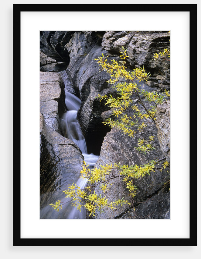 Toboggan Falls and Pacific Willow in Autumn: Toboggan Creek Has Carved a Natural Waterslide into the Limestone Bedrock Above Berg Lake; Mount Robson Provincial Park, British Columbia, Canada. by Anonymous
