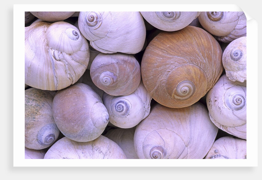 The Distinctive Shells of Lewis's Moonsnails (Polinices Lewissi); Broken Group Islands, Pacific Rim National Park, Vancouver Island, British Columbia, Canada. by Anonymous