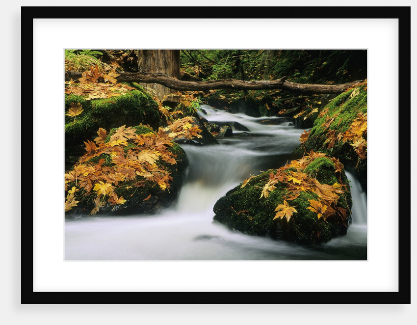 Goldstream Creek, Goldstream Creek Provincial Park, Vancouver Island, British Columbia, Canada. by Anonymous