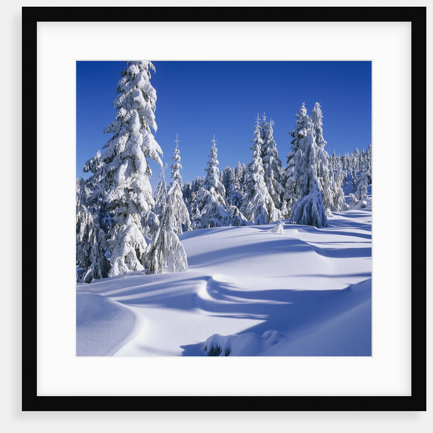 Mount Elphinstone, Near Gibsons, Sunshine Coast, British Columbia, Canada. by Anonymous