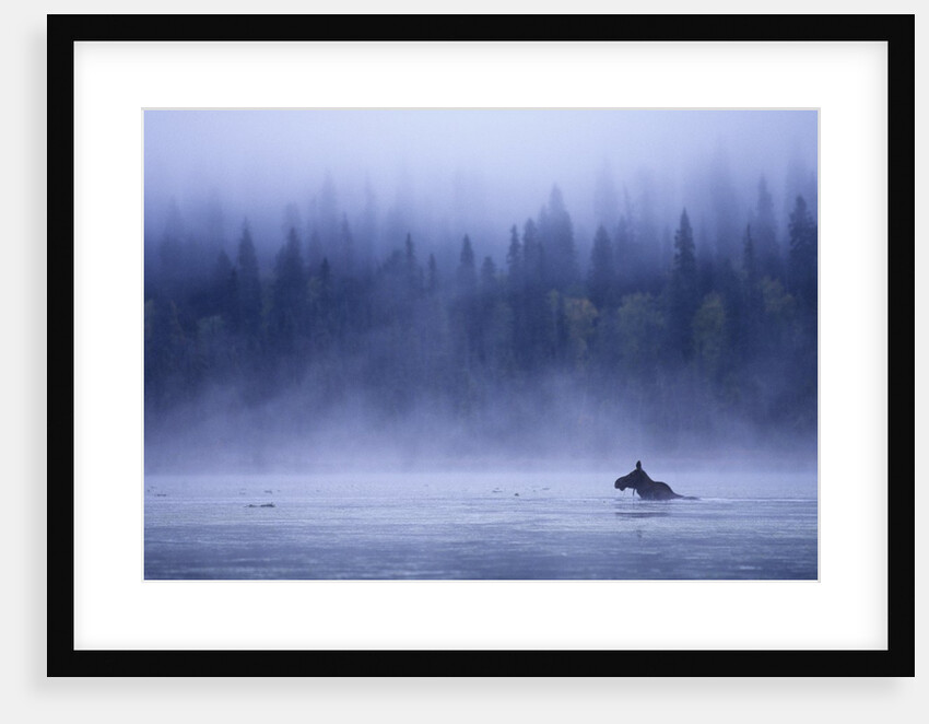 Moose Swimming in Bowron Lake Provincial Park, British Columbia, Canada. by Anonymous