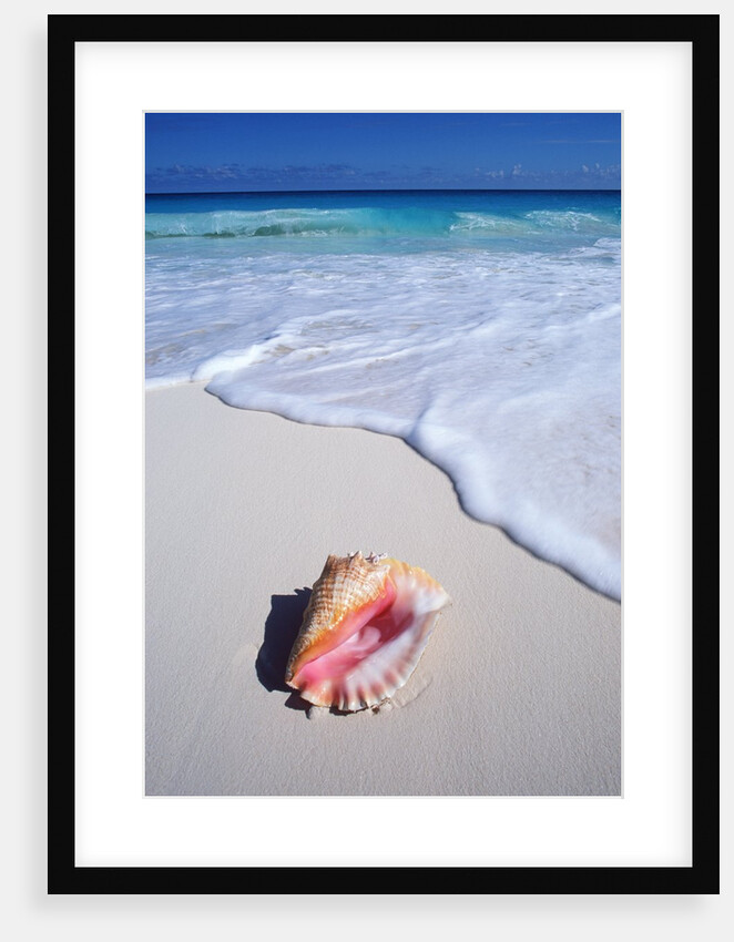 Mexico, Yucatan Peninsula, Carribean Beach at Cancun, Conch Shell on Sand by Anonymous