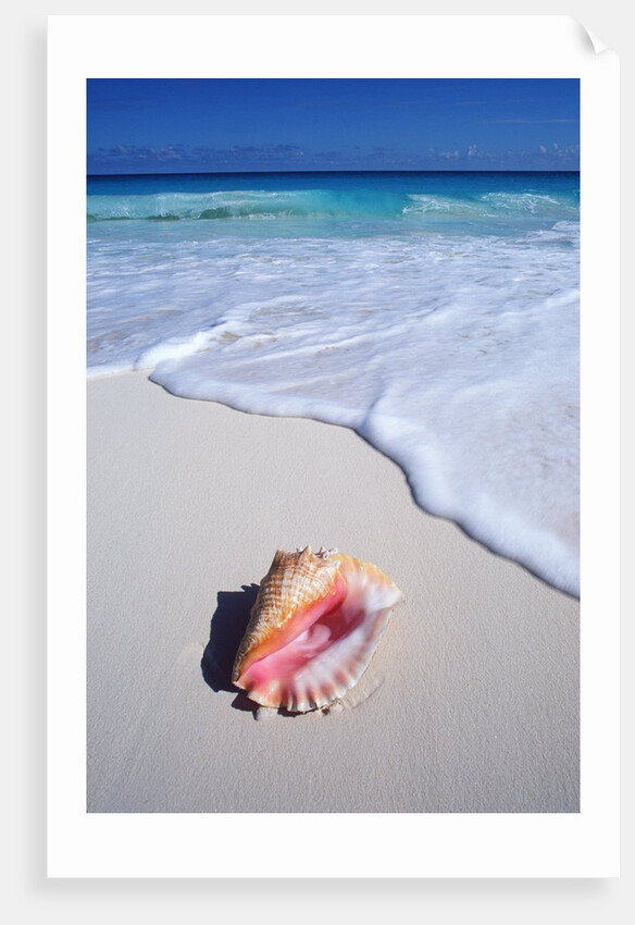 Mexico, Yucatan Peninsula, Carribean Beach at Cancun, Conch Shell on Sand by Anonymous