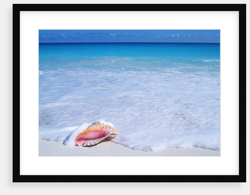 Mexico, Yucatan Peninsula, Carribean Beach at Cancun, Conch Shell on Sand by Anonymous