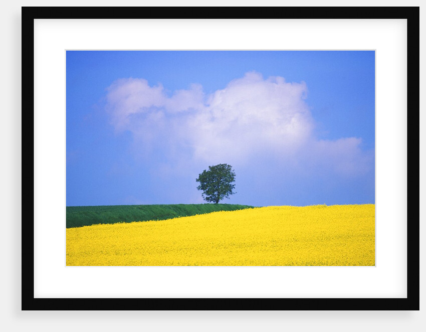 Canola Crop with Lone Tree, Blue Sky and Cumulus Clouds in South of France by Anonymous