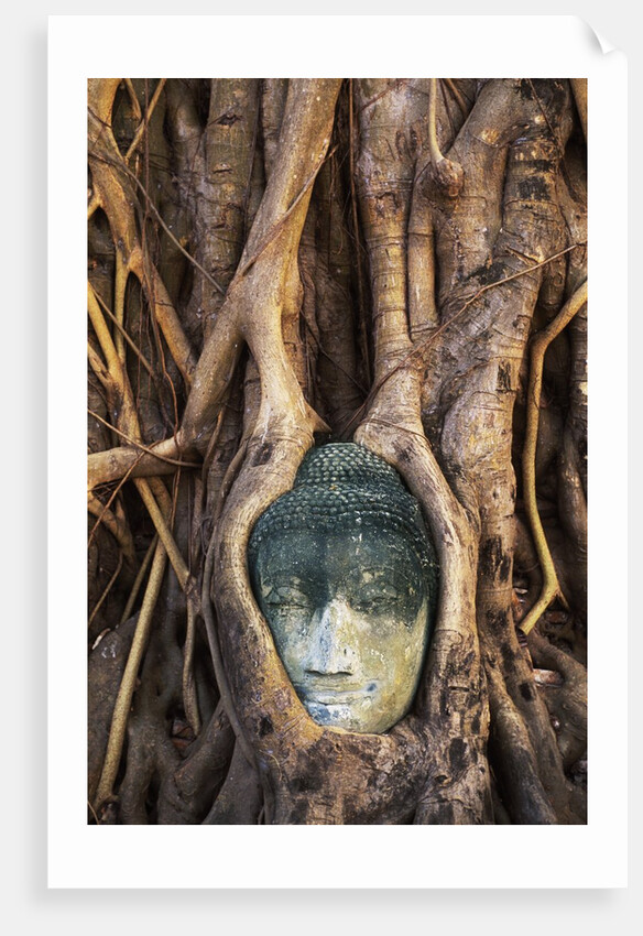 South East Asia, Thailand, Ayuthaya, Wat Mahathat, Buddha Head Entwined in Roots of Banyan Tree by Anonymous