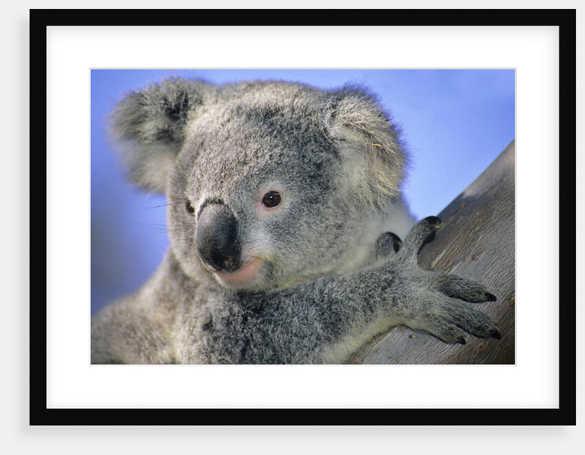 Juvenile Koala (Phascolarctos Cinereus). Brisbane, Australia by Anonymous