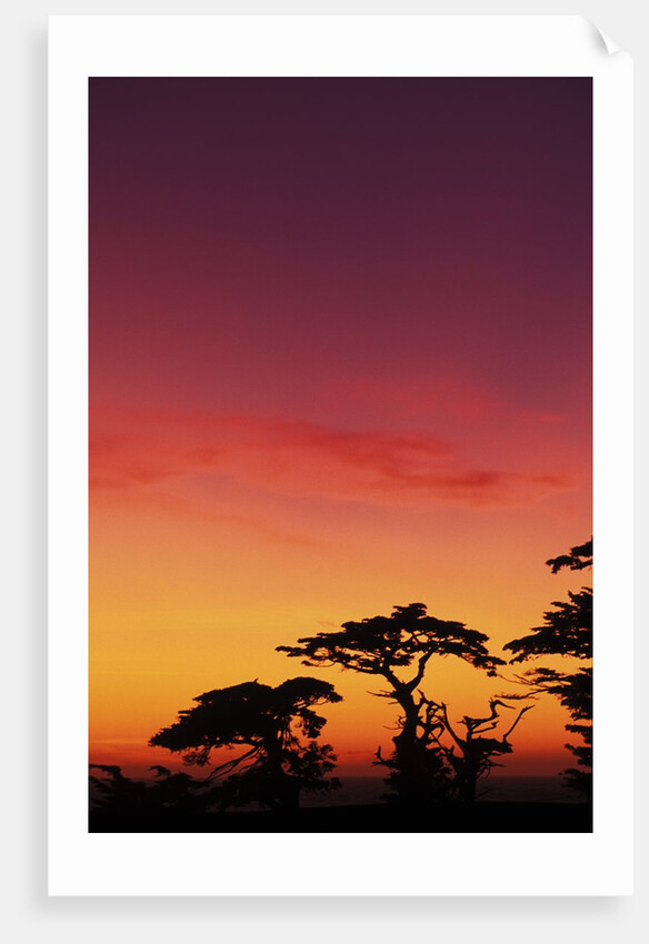 USA, California, Carmel, Highway 1 on Coast, Pebble Beach, Juniper Trees at Sunset by Anonymous