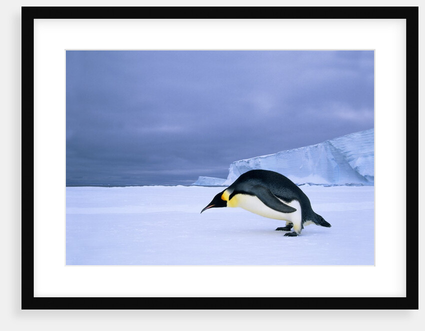 Emperor Penguin (Aptenodytes Forsteri) at the Edge of the Shorefast Ice, Drescher Inlet, 72 Degrees South, Weddell Sea, Antarctica. by Anonymous