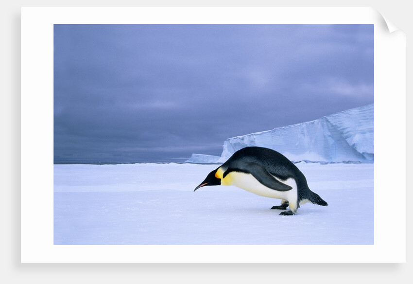 Emperor Penguin (Aptenodytes Forsteri) at the Edge of the Shorefast Ice, Drescher Inlet, 72 Degrees South, Weddell Sea, Antarctica. by Anonymous