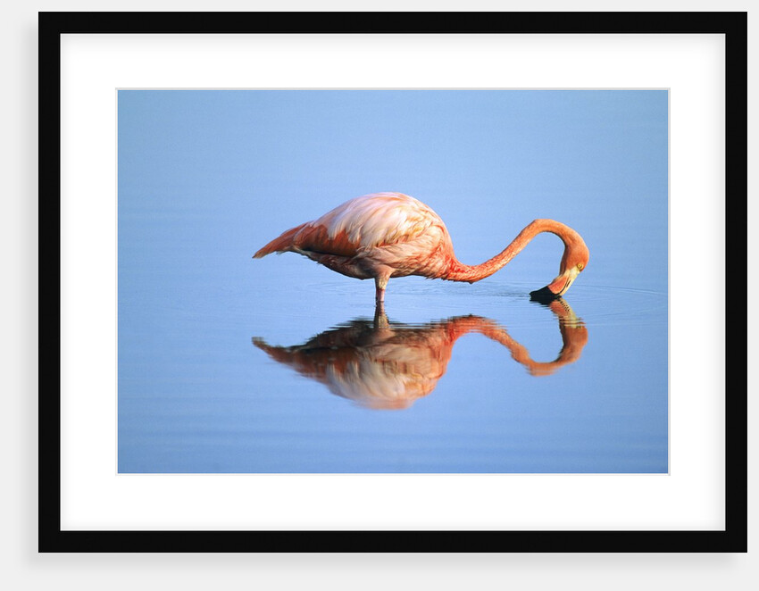 Adult Greater Flamingo (Phoenicopterus Ruber), Feeding. Isaabela Island, Galapagos Islands, Ecuador by Anonymous