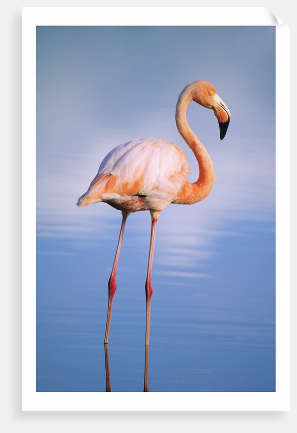 Greater Flamingo (Phoenicopterus Ruber), Isabela Island, Galapagos Archipelago, Ecuador by Anonymous