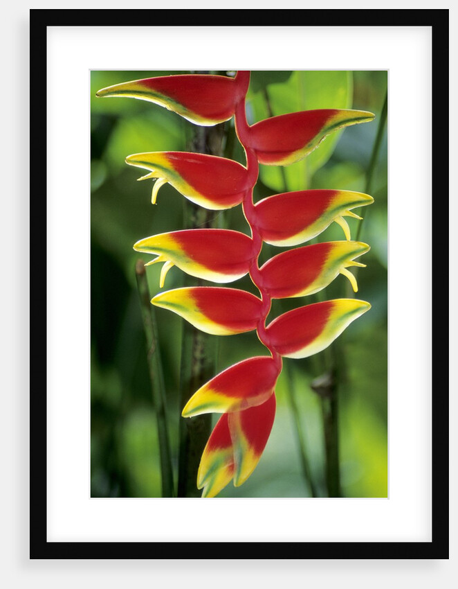 Heliconia, Trinidad, West Indies by Anonymous