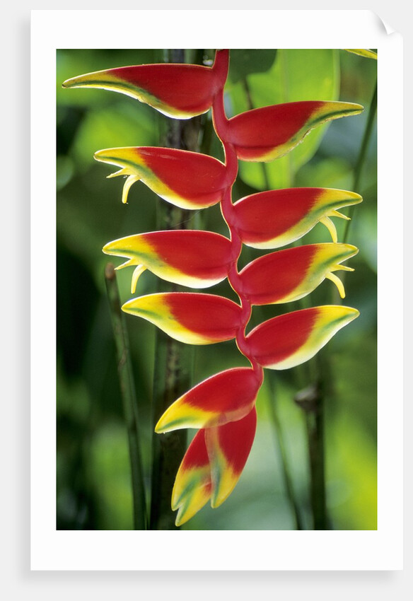 Heliconia, Trinidad, West Indies by Anonymous