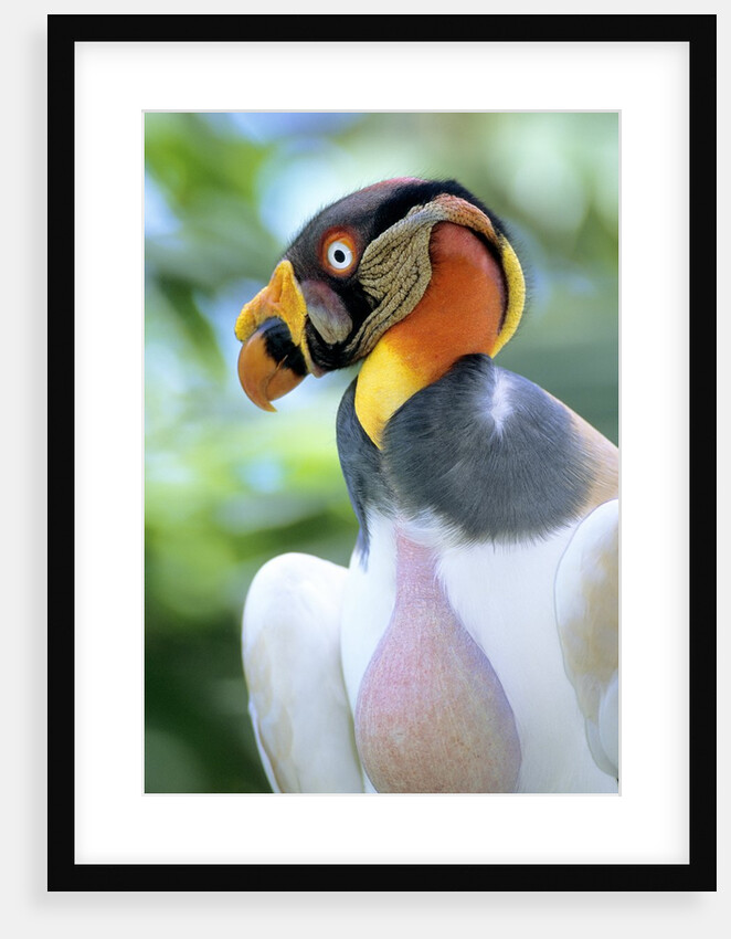 Adult King Vulture (Sarcoramphus Papa) with a Distended Crop from Feeding on Carrion, Panama. by Anonymous