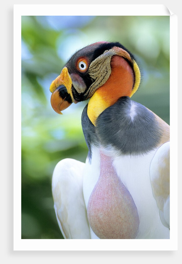 Adult King Vulture (Sarcoramphus Papa) with a Distended Crop from Feeding on Carrion, Panama. by Anonymous
