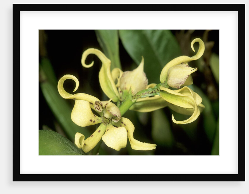 Orchid Species, Tropical Rain Forest, Panama by Anonymous