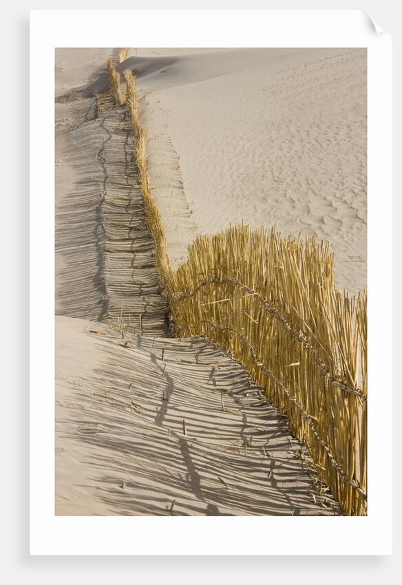 Reed fencing holding sand to prevent desertification by Anonymous